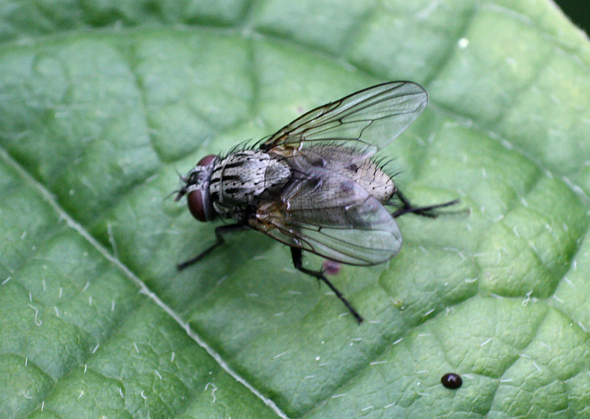 mosca da identificare